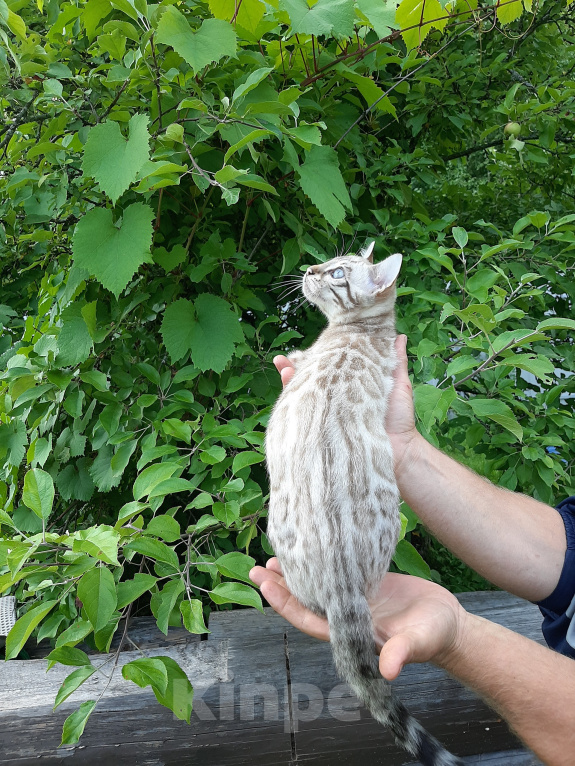 Кошки в других городах Новгородской области: Бенгальские котята Мальчик, 40 000 руб. - фото 3