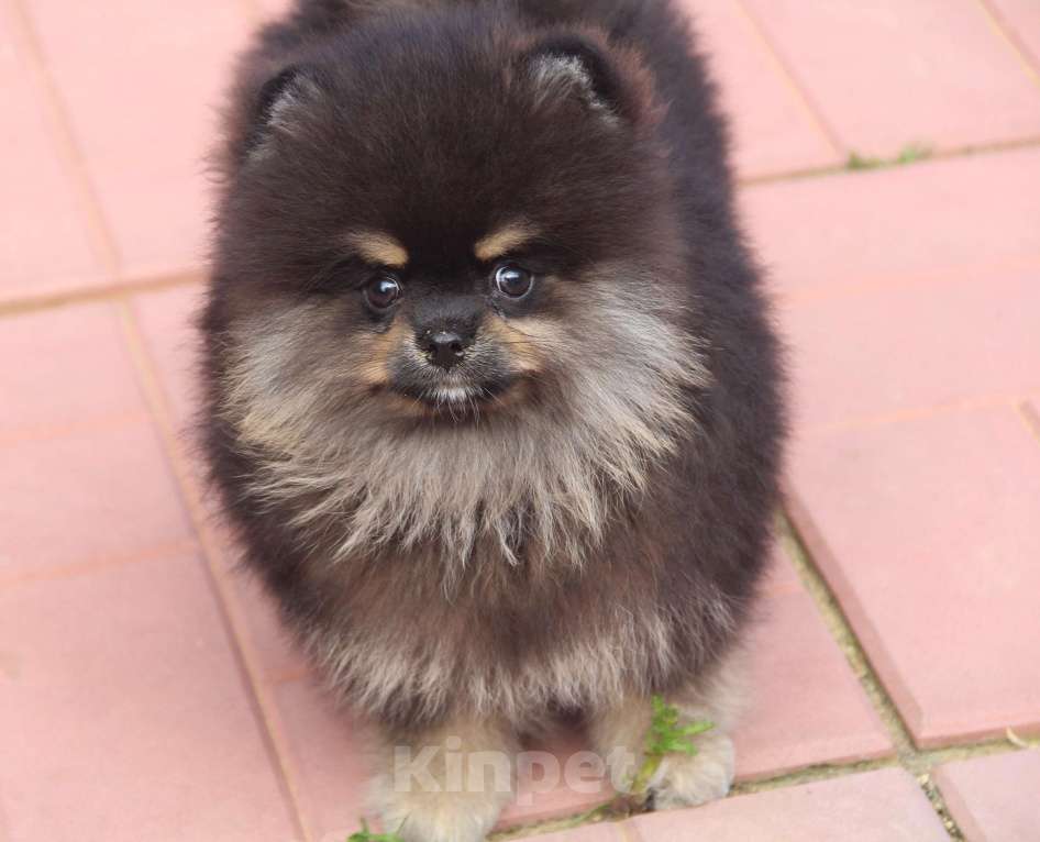 Собаки в Раменском: Мальчик шпица Мальчик, 40 000 руб. - фото 2