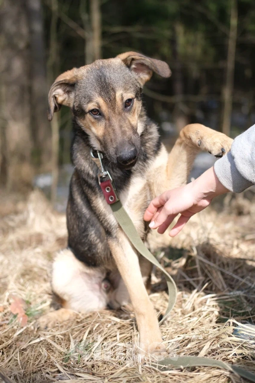Собаки в Москве: Щенок в добрые руки Мальчик, Бесплатно - фото 3