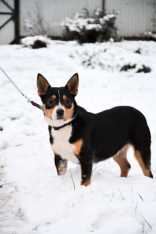 Американский булли в добрые руки