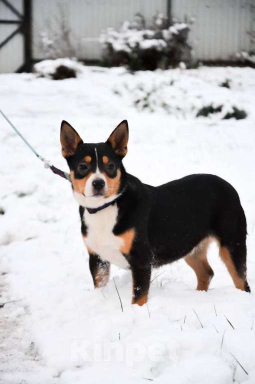 Собаки в Москве: Американский булли в добрые руки Девочка, Бесплатно - фото 1
