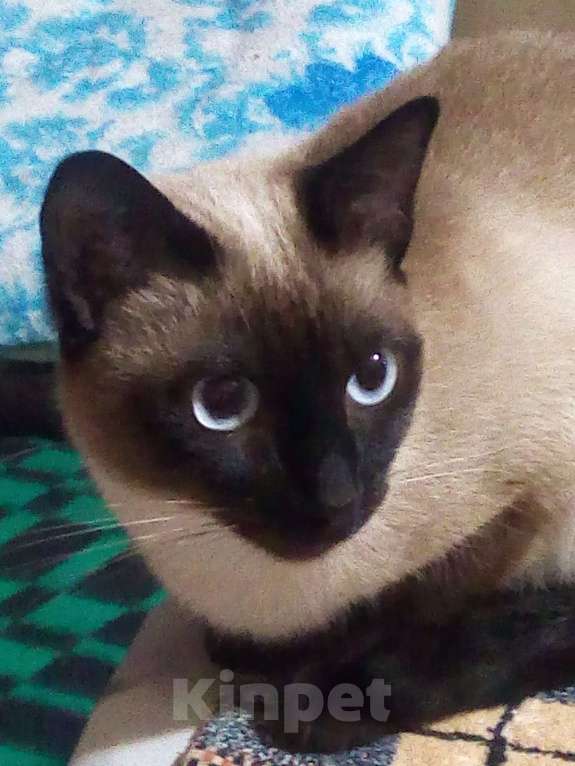 Кошки в других городах Ленинградской области: Сиамский котёнок Девочка, 15 000 руб. - фото 8