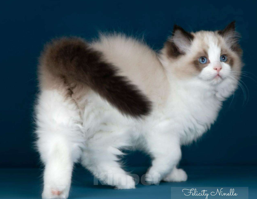 Кошки в Москве: Рэгдолл котята  Мальчик, Бесплатно - фото 6