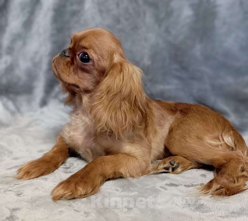 Собаки в Москве: Кайли Девочка, 55 000 руб. - фото 5