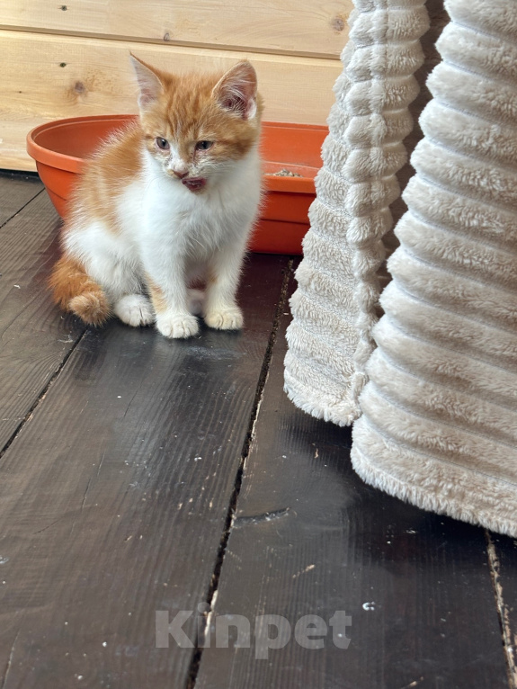 Кошки в Москве: Котята в добрые руки Девочка, Бесплатно - фото 4