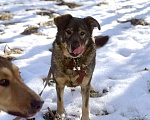 Собаки в Санкт-Петербурге: Верные и преданые товарищи-собаки ищут дом Разнополые, Бесплатно - фото 4