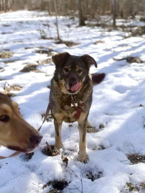 Собаки в Санкт-Петербурге: Верные и преданые товарищи-собаки ищут дом Разнополые, Бесплатно - фото 4