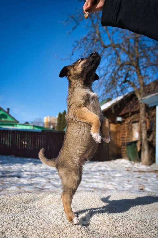 Собаки в Красногорске: Примо Мальчик, Бесплатно - фото 4