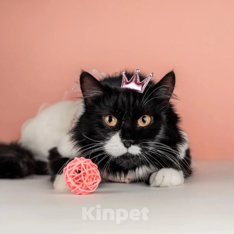 Кошки в Москве: Сногсшибательная красавица Матильда в дар Девочка, Бесплатно - фото 6