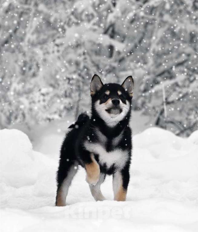 Собаки в Москве: Сиба ину питомник FUDZISAN Мальчик, 120 000 руб. - фото 4