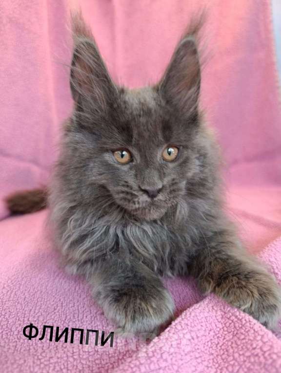 Кошки в Москве: Флиппи Мальчик, 65 000 руб. - фото 3