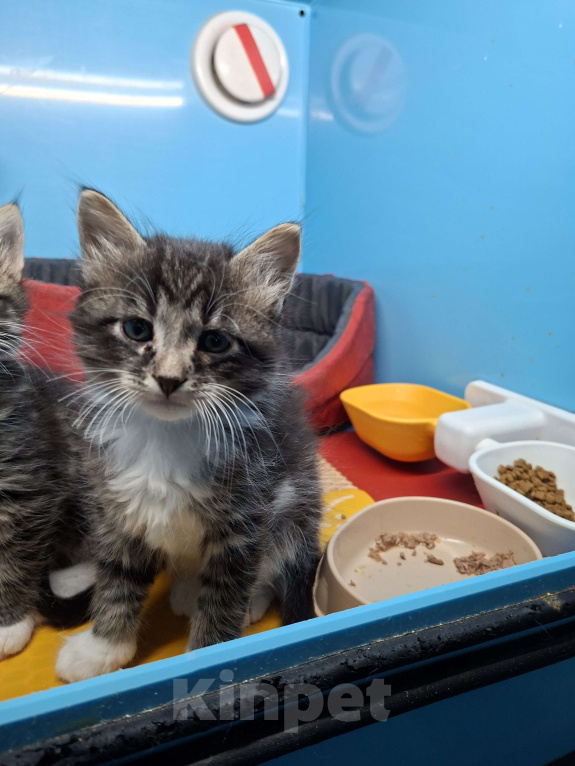 Кошки в Санкт-Петербурге: Котёнок котик. 6 недель. Растёт в домашних условиях Мальчик, Бесплатно - фото 4