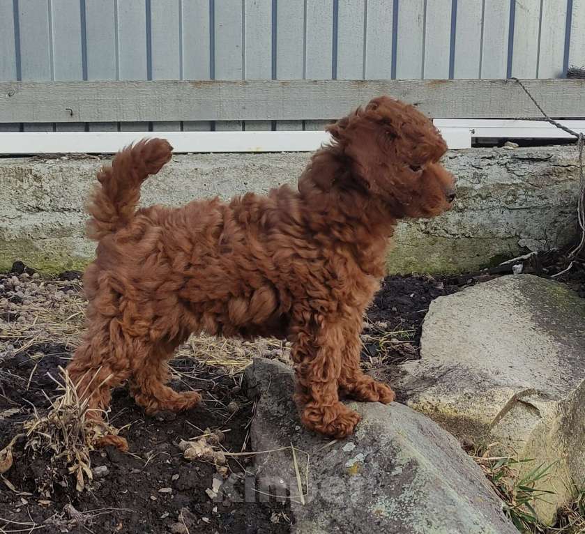 Собаки в Екатеринбурге: Щенки Той пуделя ред браун разнополве Разнополые, 70 000 руб. - фото 3