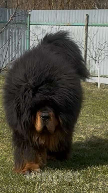 Собаки в Москве: Щенок Тибетского мастифа  Мальчик, 130 000 руб. - фото 2