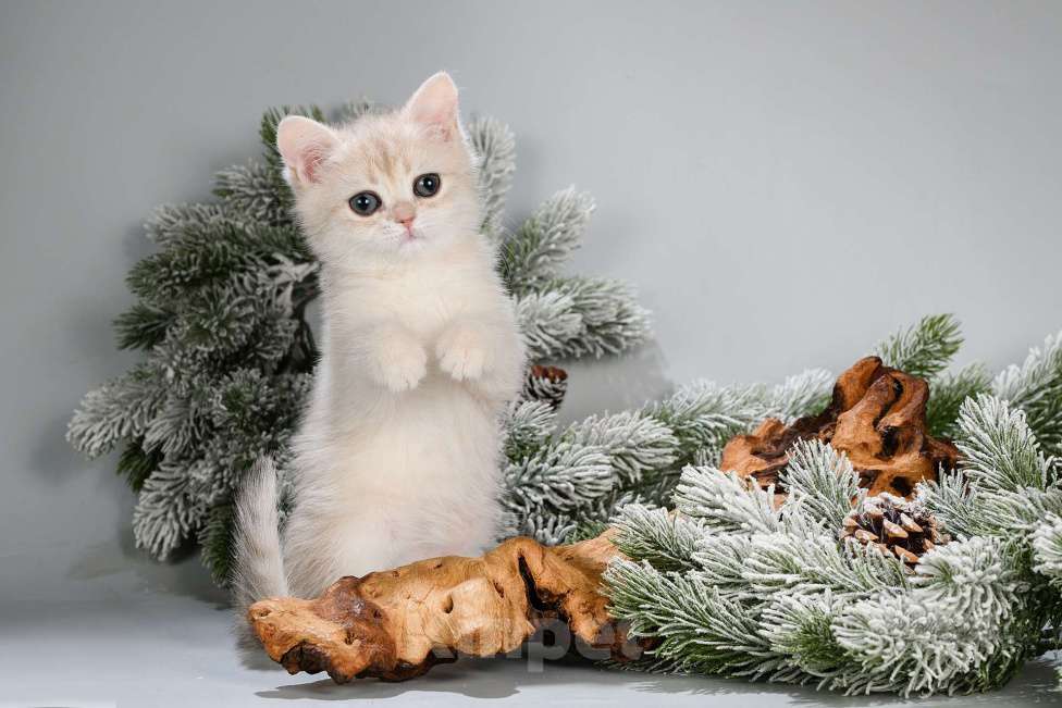 Кошки в Москве: Британские котята. Красивый подарок на 8 Марта Мальчик, Бесплатно - фото 9