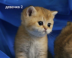 Кошки в Москве: Шотландские котята  Мальчик, 20 000 руб. - фото 1