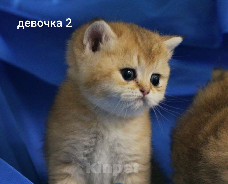 Кошки в Москве: Шотландские котята  Мальчик, 20 000 руб. - фото 1