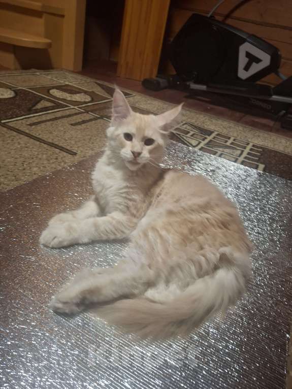 Кошки в Уфе: Котёнок мейн-кун мальчик Мальчик, 45 000 руб. - фото 7