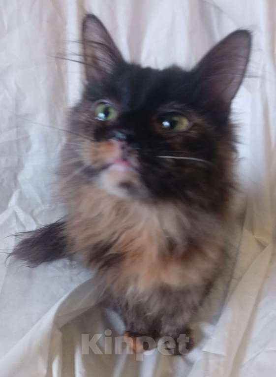 Кошки в Москве: Шоколадно-рыжая сибирская малышка Мальчик, Бесплатно - фото 3