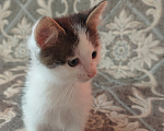 Кошки в Саратове: Отдам котёнка в добрые руки Девочка, Бесплатно - фото 4