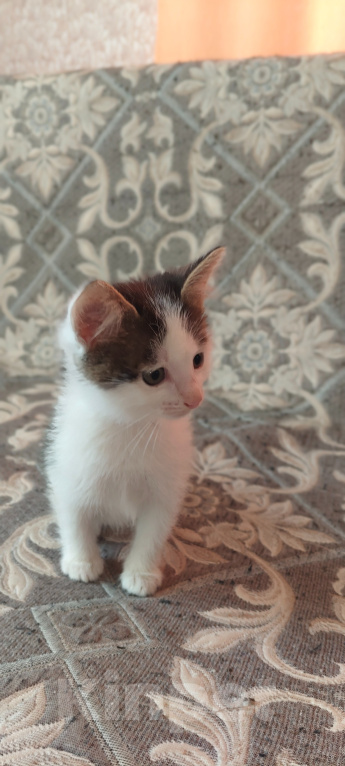 Кошки в Саратове: Отдам котёнка в добрые руки Девочка, Бесплатно - фото 4