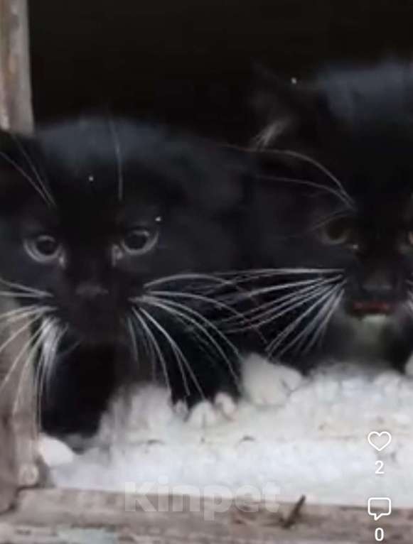 Кошки в Туле: Котёнок Мальчик, Бесплатно - фото 4