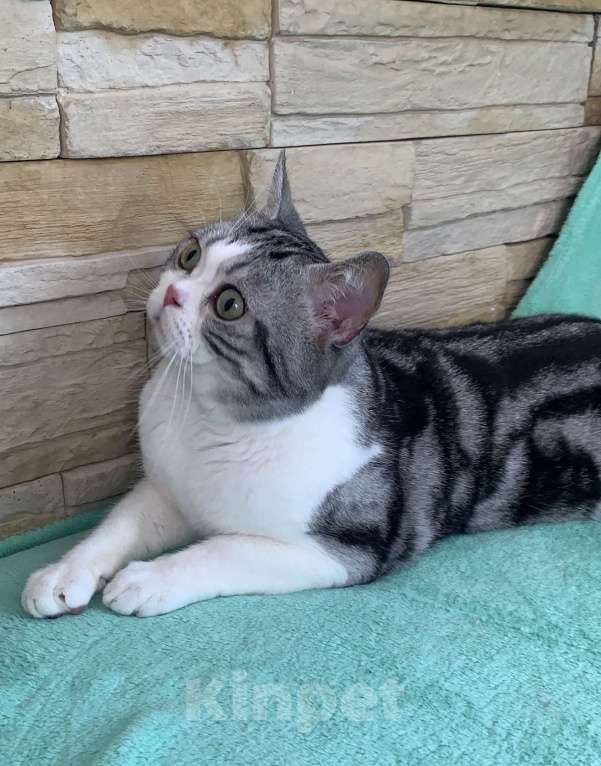 Кошки в Москве: Взрослый Американский короткошерстный кот Мальчик, Бесплатно - фото 4