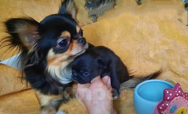 Собаки в Сарове: Очаровательная девочка чихуахуа  Девочка, 50 000 руб. - фото 4