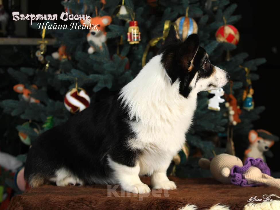 Собаки в других городах Московской области: Щенок вельш корги пемброк Девочка, 70 000 руб. - фото 3