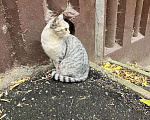Кошки в Нижнем Новгороде: Снежок Мальчик, Бесплатно - фото 4