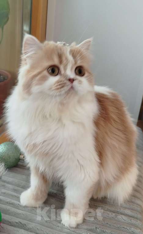 Кошки в Валдае: Кошечка- принцесса из помета победителя выставки Девочка, 27 000 руб. - фото 6