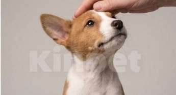 Собаки в Санкт-Петербурге: Щеночки басенджи Девочка, 60 000 руб. - фото 1