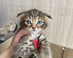 Кошки в Сибае: Котята шотландцы Девочка, 5 000 руб. - фото 3