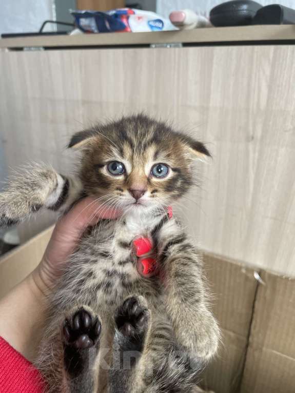 Кошки в Сибае: Котята шотландцы Девочка, 5 000 руб. - фото 3