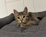 Кошки в Москве: Котенок мальчик ищет дом! Мальчик, Бесплатно - фото 3