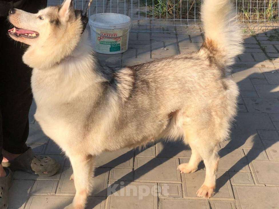 Собаки в Краснодаре: Хаски Мелисса ищет дом Девочка, 10 руб. - фото 6