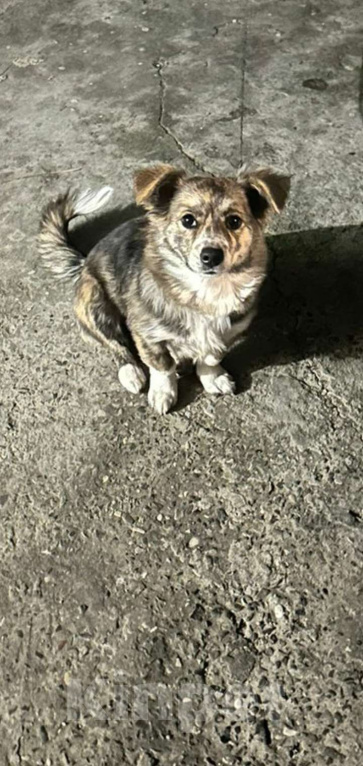 Собаки в Махачкале: Пропала собака. В махачкале . 10т000. Девочка, 10 000 руб. - фото 6