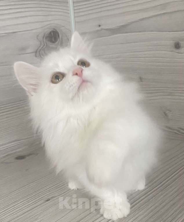 Кошки в Кировске (Мурманская область): little Paws  Мальчик, Бесплатно - фото 3