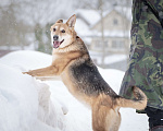 Собаки в Москве: Верной, преданной собаке Мяте очень нужен свой родной человек, она ждет и надеется на встречу! Девочка, Бесплатно - фото 9