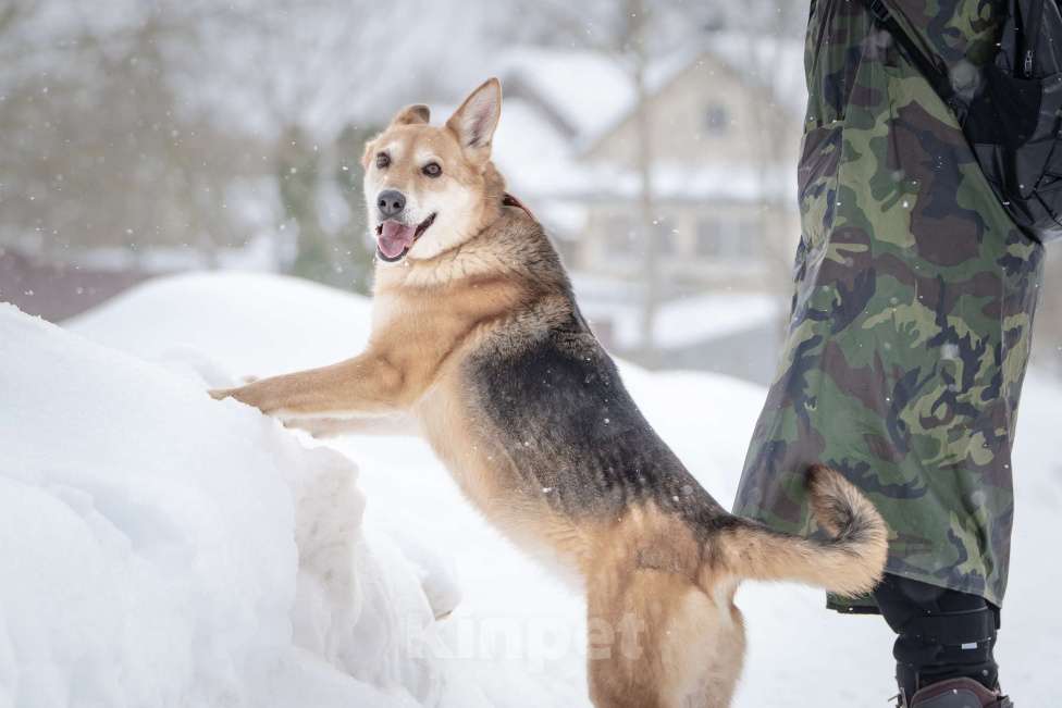 Собаки в Москве: Верной, преданной собаке Мяте очень нужен свой родной человек, она ждет и надеется на встречу! Девочка, Бесплатно - фото 9