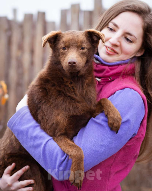 Собаки в Москве: Маленькая собачка в добрые руки Девочка, Бесплатно - фото 4