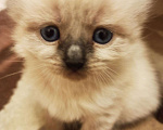 Кошки в Болхове: Невские МАСКАРАДНЫЕ котята, 15 000 руб. - фото 3
