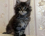 Кошки в Ливны: Котята Мейн Кун из питомника, 40 000 руб. - фото 5