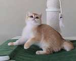 Кошки в Новосибирске: Британские котята золотого окраса от профессионального питомника. Девочка, 60 000 руб. - фото 4