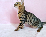 Кошки в Солнечногорске: Бенгальский котенок Ф1 Мальчик, 80 000 руб. - фото 4