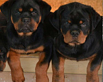 Собаки в Казани: ротвейлер с родословной Девочка, 40 000 руб. - фото 1