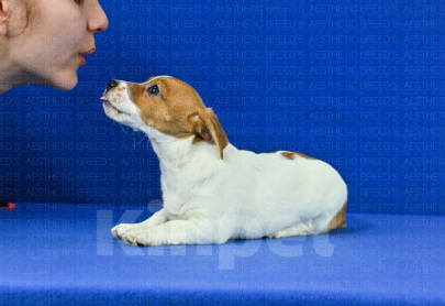 Собаки в Воронеже: Джек рассел Девочка, 40 000 руб. - фото 10