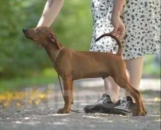 Собаки в Москве: Немецкий пинчер щенки Мальчик, 35 000 руб. - фото 1