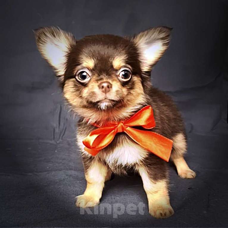 Собаки в Москве: Чихуахуа красивая девочка Девочка, 50 000 руб. - фото 2