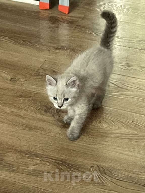 Кошки в других городах Калужской области: Сема(помесь сиамца) Мальчик, Бесплатно - фото 2